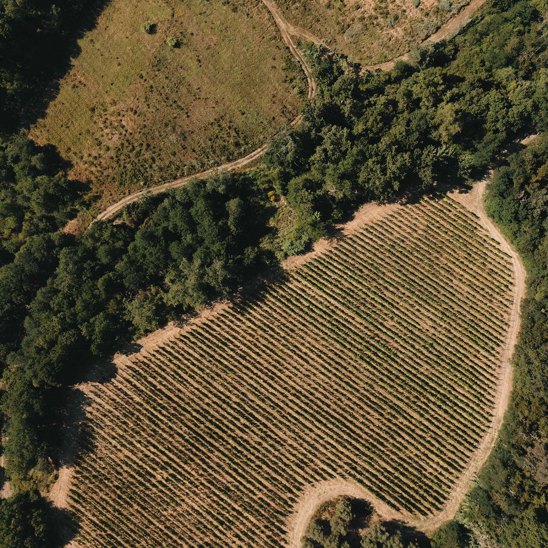 The Podere entra a far parte di Generazione Sangiovese